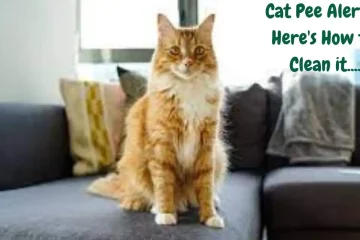 how to clean cat pee from a sofa