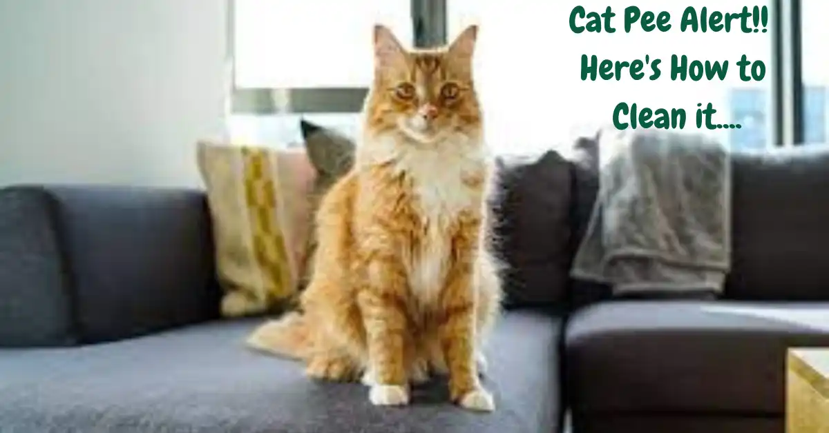 how to clean cat pee from a sofa