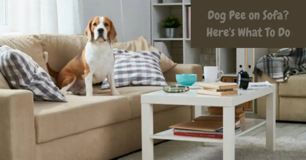 how to clean dog pee from a sofa