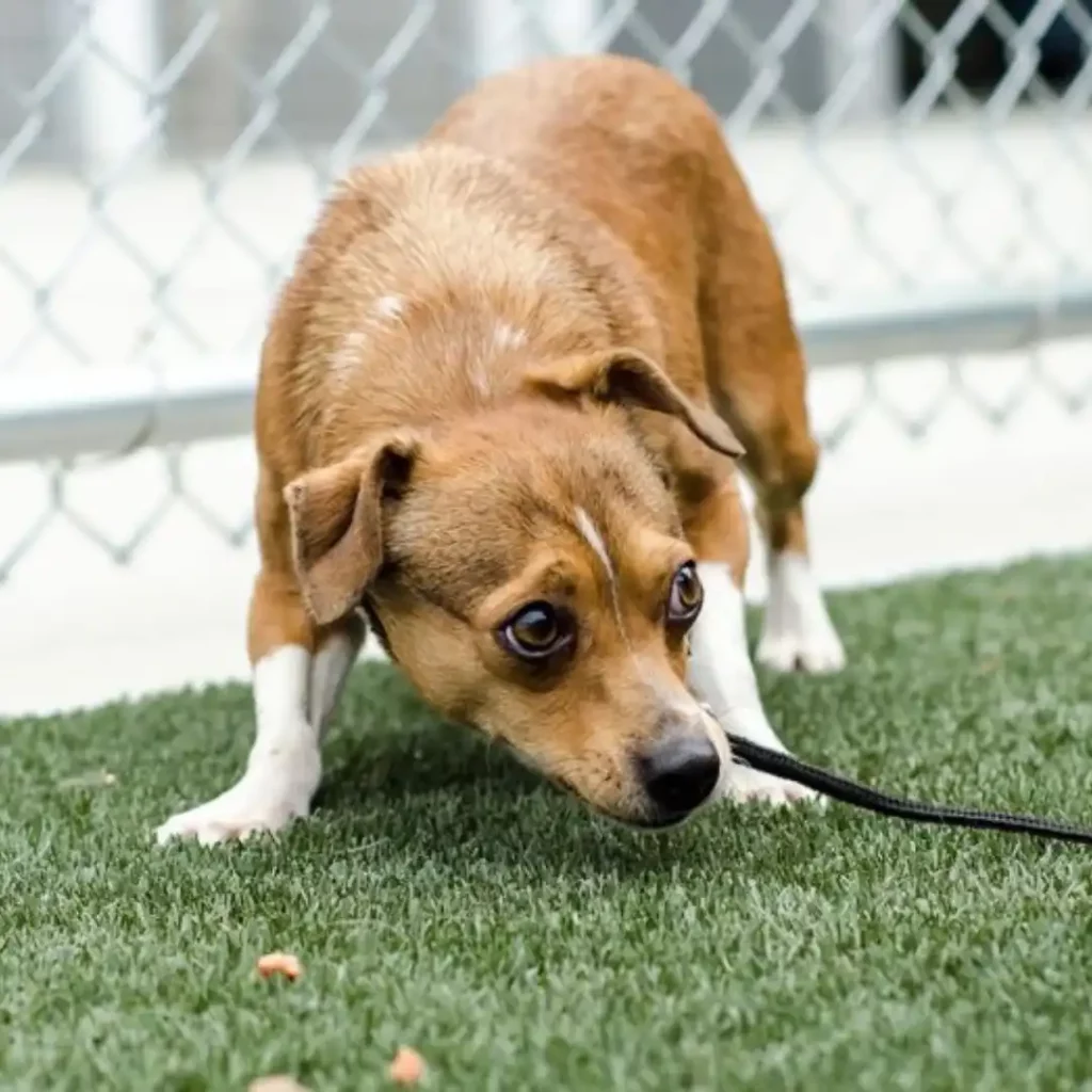 separation anxiety in dogs