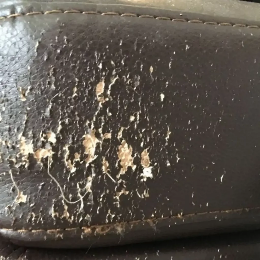deep scratches on leather sofa