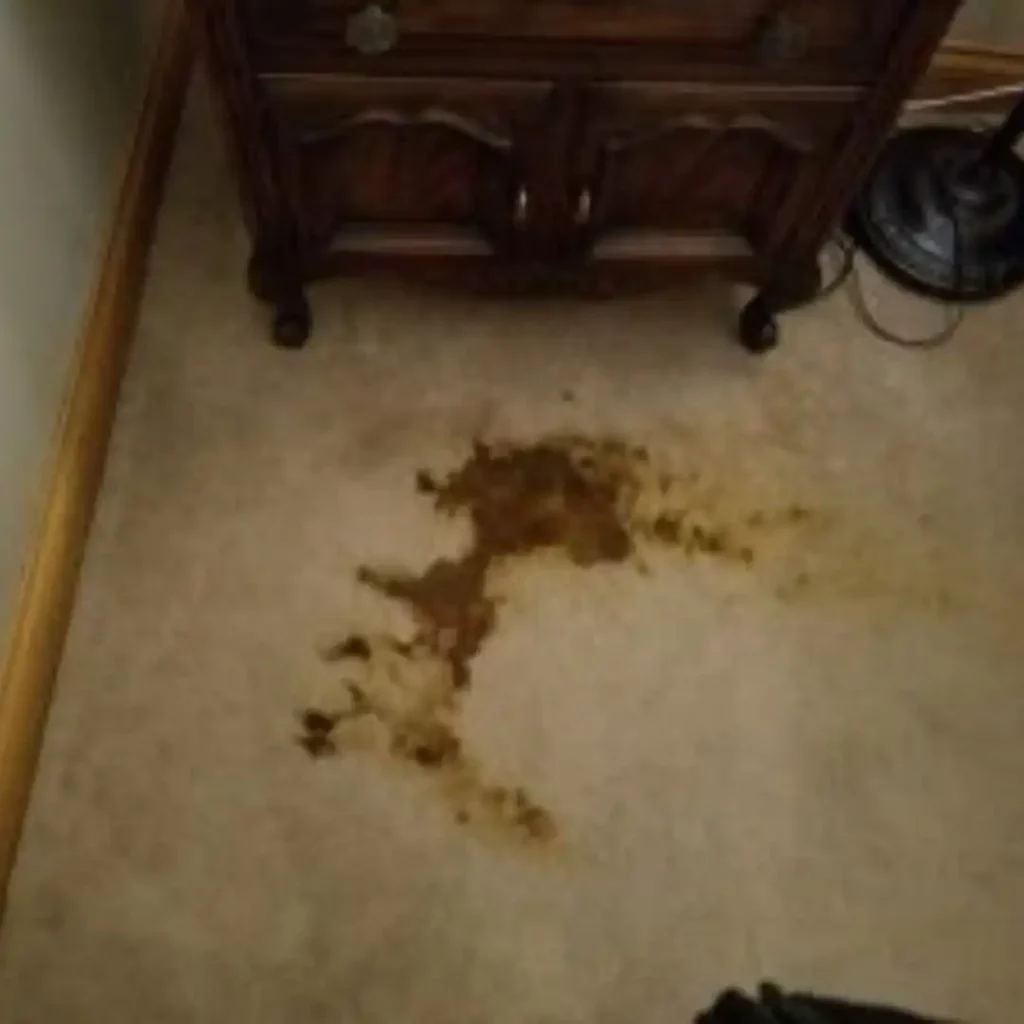 wood stains on carpet
