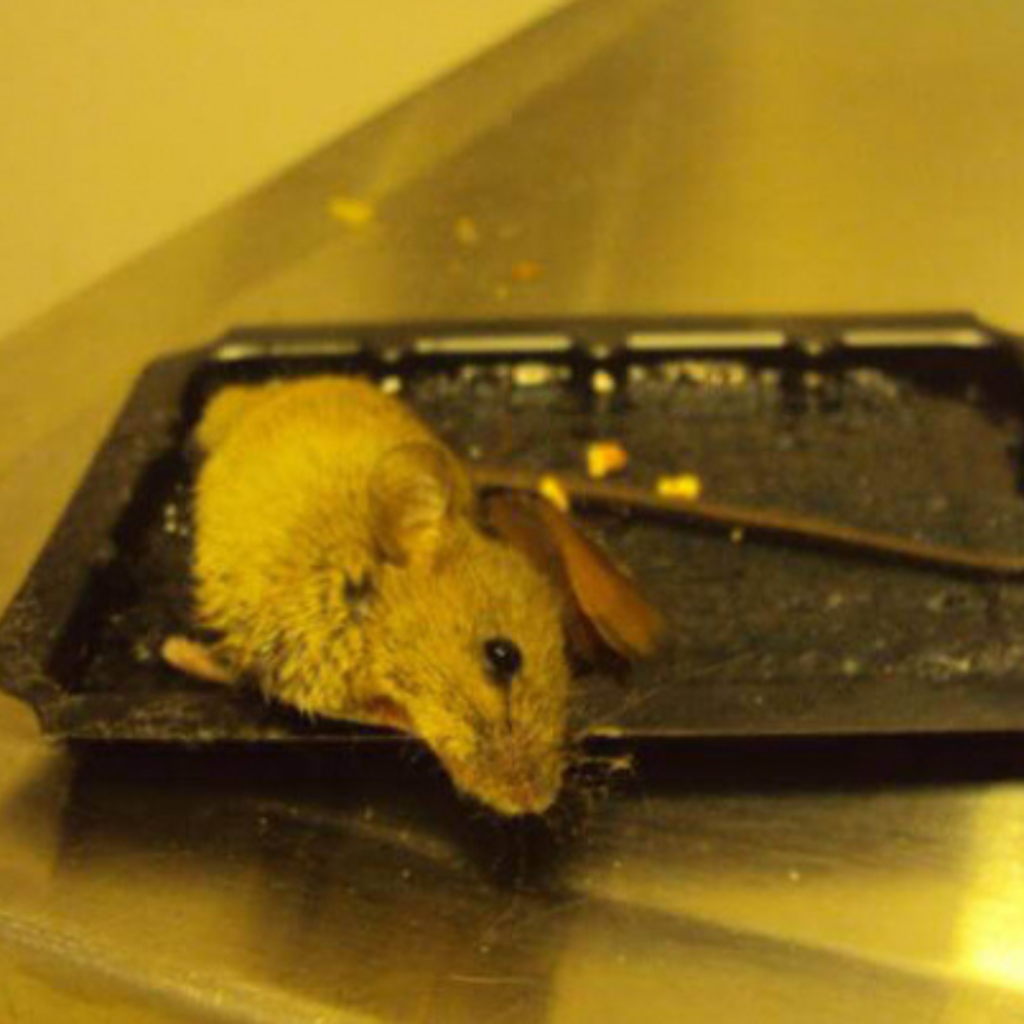 glue trap