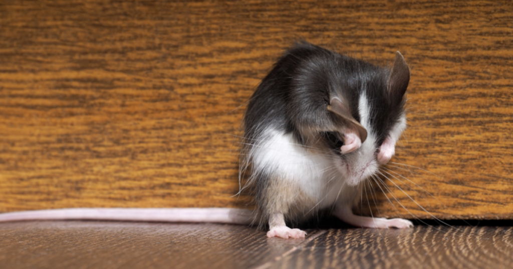 mice scratching