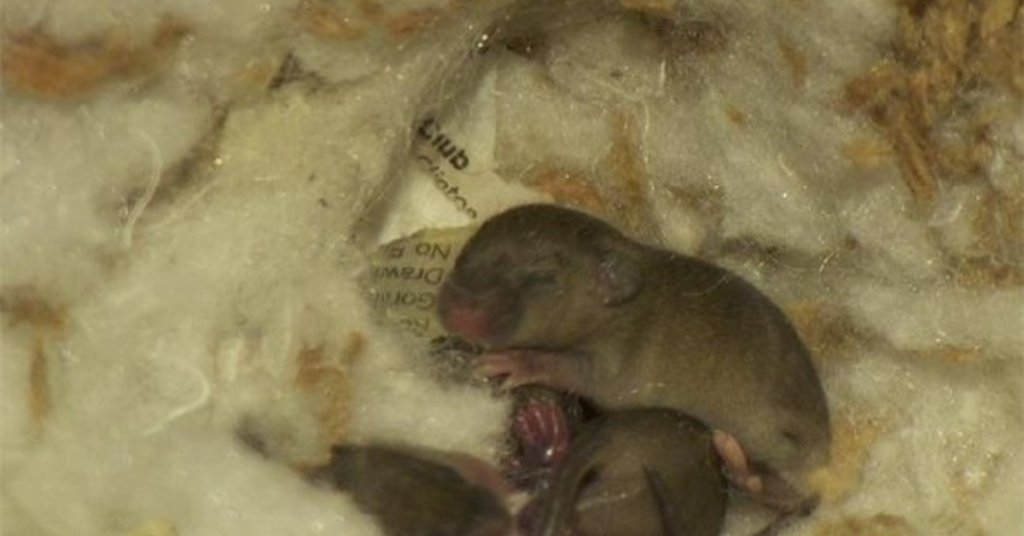 mouse building nest inside a couch